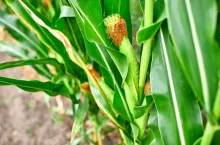 Corn field on crop plant for harvesting, auutmn. Close up, copy space.
