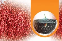 Zaprawianie ziarna pierwszym koniecznym zabiegiem ochrony roślin