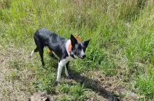 Padlinę należy wyszukiwać jak najczęściej, aby nie doszło do rozłożenia zwłok. Jeśli bowiem dzik był chory, to krew i gnijąca tkanka zakażą glebę