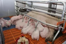 Aby uzyskiwać liczne mioty i odchowywać jak największą liczbę prosiąt, nie można dopuszczać do rozrodu zbyt młodych loszek, które nie są w pełni dojrzałe rozpłodowo