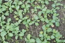 Stawianie wyłącznie na odchwaszczanie powschodowe jest błędem. Zabieg po wschodach rzepaku nie powinien być podstawowym a korekcyjnym. Skuteczność działania herbicydów nalistnych utrudniać mogą zmienne warunki termiczne, a ponadto rozwijający się rzepak pokrywa znaczącą część gleby i pod rozetowate liście, gdzie kryją się siewki chwastów ciecz robocza nie dotrze