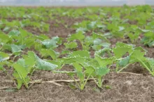 W optymalnie rozwijającej się plantacji standardem jest regulacja pokroju i architektury łanu rzepaku w fazie 4–6 liści, ale nie można oglądać się na wszystkie rośliny i czekać na osiągnięcie tej fazy przez egzemplarze zapóźnione przez nierównomierne wschody. Patrzymy na rośliny najsilniejsze