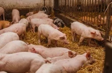 Livestock Trade In - pigs in the pigsty livestock pork production. Agriculture Pigs in Stable. Several Pigs and Piglets at agricultural Livestock Farm.