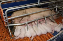 Locha Plus 2023: jakie terminy i stawki? Dla kogo dopłaty?