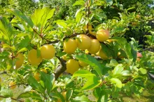Ałycza (śliwa wiśniowa) jest bardzo dobrą podkładką do szczepienia odmian szlachetnych. Rodzi dość duże owoce (3–4 cm średnicy), które można wykorzystać na przetwory