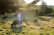 W efekcie spadającej opłacalności produkcji mleka w pierwszej kolejności zamykają się małe i średnie gospodarsta mleczne u czołowych producentów mleka w Unii Europejskiej,