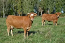 Byki droższe nawet o 90 gr. Jakie są ceny bydła w Polsce na koniec sierpnia 2023?