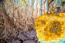 Szacowanie suszy: rolnicy pracują w komisjach za darmo. „Koszty paliwa ponoszę sam”