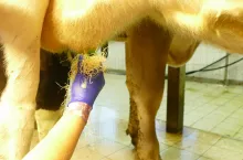 20% dostępnego mleka przechowywane jest w zatoce wymienia i ono zawsze może zostać wydojone poprzez pokonanie oporu mięśnia zwieracza kanału strzykowego.