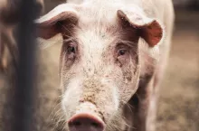 Kryzys na rynku świń w Polsce