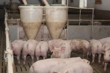 Ile zakłady mięsne płacą za świnie na koniec sierpnia 2023?