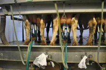 W grupie krów dojonych raz dziennie stwierdzono szybkie i wyraźnie obniżone stężenie BHB we krwi.