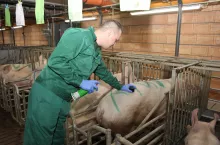 Skumulowanie wyproszeń w jednym czasie umożliwia też nadzór nad porodami.