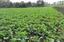 rzepak jesien plantacja