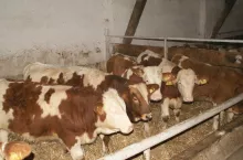 Zaleca się, aby mocznik podawać przeżuwaczom powyżej 6 miesiąca życia. Należy przede wszystkim przestrzegać pomyłek w jego podawaniu.