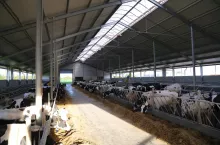 Obora wolnostanowiskowa na 180 krów o wymiarach 67 długości, 27,1 m szerokości i wysokości 9,25 m.