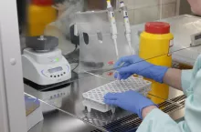 Choć to pewnie jeszcze daleka przyszłość, jednak wykrycie genu odpowiedzialnego za wywołanie zakażenia wirusem ASF może umożliwić stworzenie świń odpornych na tę chorobę