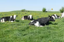 Rolnik z Mazowsza: W pół roku cena mleka spadła o 1,26 zł za litr. Sytuacja jest tragiczna!