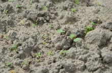 rzepak,wschody, chwasty