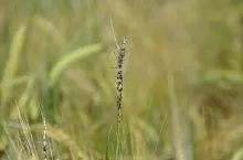 głownia zwarta jęczmienia, choroby