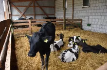 W tej wiacie została zagryziona jałówka w gospodarstwie rodziny Częścików