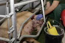 Przy nadzorowanych porodach i opiece nad prosiętami można znacząco zmniejszyć straty wśród osesków, które bez tego mogą osiągać nawet między 10 a 20%