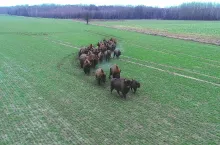 Są zmiany w terminach składania wniosku o oszacowanie szkód wyrządzonych przez zwierzęta chronione.
