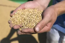 Pszenica paszowa tańsza nawet o 130 zł. Jakie są aktualne ceny zbóż i rzepaku?