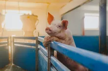Livestock Trade In - pigs in the pigsty livestock pork production. Agriculture Pigs in Stable. Several Pigs and Piglets at agricultural Livestock Farm.