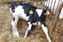 Inwestycja w szczepionkę jest opłacalna tylko wtedy, gdy przeciwciała w niej zawarte są odpowiednio dobrane do występujących w danym stadzie wirusów czy bakterii