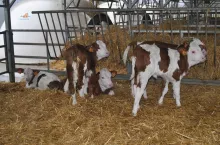 Podawanie cielętom elektrolitów metodą drenchingu nie jest wskazane, ponieważ wysoka zawartość cukru dostaje się do żwacza prowadząc do kwasicy i dodatkowo pogarszając stan zwierzęcia