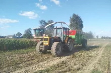 kukurydza na kiszonkę zbiór kukurydzy