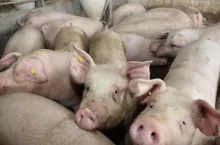 Choroby układu oddechowego u świń bardzo rzadko są powodowane przez pojedynczy patogen. Najczęściej wywołuje je kilka drobnoustrojów oraz czynniki związane ze środowiskiem w chlewni