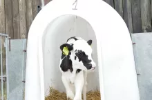 Na problemy z oddychaniem najbardziej podatne są małe cielęta