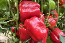 Polska czerwona papryka