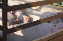 trzoda chlewna przed ubojem