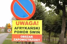 Trzy nowe ogniska ASF w jednej wsi pod Poznaniem! Ponad 500 świń do wybicia!