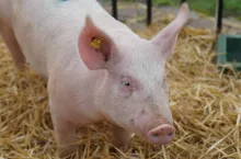 &lt;p&gt;Czy przepisy o bioasekuracji świń na własny użytek będą zaostrzone?&lt;/p&gt;