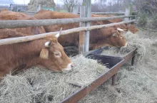 Jakie są aktualne ceny bydła w Polsce?