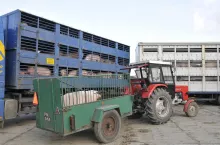 Tuczniki droższe nawet o 30 gr. Jakie są aktualne ceny świń w Polsce?