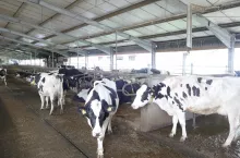 W rozrodzie krów najważniejsze są 4 tygodnie przed i 9 tygodni po porodzie. W tym czasie w ich organizmie zachodzi wiele bardzo ważnych procesów przygotowujących ją do intensywnego rozwoju płodu, rozpoczynającej się laktacji i kolejnej ciąży. A więc wszystko, co dzieje się wtedy ze zwierzętami wpływa na wielkość przyszłej laktacji