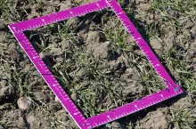 Planując siew opóźniony pszenicy ozimej, pamiętajmy o trzech najważniejszych rzeczach: wyborze najbardziej zimotrwałych odmian, płytszym siewie na 2 cm i siewie znacznie gęściejszym. Warto przed zimą ocenić plantację, policzyć rośliny i na tej podstawie zaplanować np. wiosenne dokrzewianie azotem lub regulatorami wzrostu