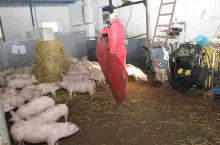 Po przemieszczeniu prosiąt do nowych pomieszczeń można spodziewać się komplikacji i pogorszenia przyrostów oraz stanu zdrowia, jeśli nie stworzymy odpowiednich warunków uwzględniających jakość zwierząt