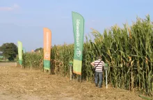 Zielona Pola 2023 Osadkowski to okazja dla rolników, aby osobiście sprawdzili stan plantacji kukurydzy