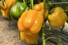 Tunelowa uprawa papryki