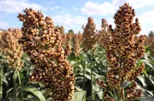 Belugga o pomarańczowym kolorze ziarna