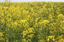 Tłocznia będzie zużywać ok. 500 tys. ton rzepaku