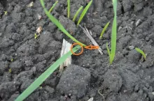 mszyce, mszyca, żółta karłowatość jęczmienia