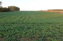 międzyplon