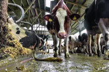 Maty gumowe można zainstalować dodatkowo jako wyściółkę na kratkach betonowych.